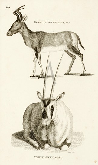 Cervine Antelope  White Antelope General / Global