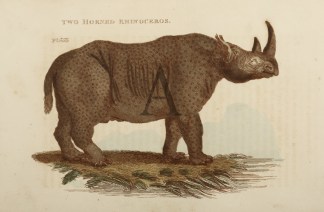 Two Horned Rhinoceros General / Global