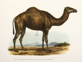 Fig.176. Das einhockerige Kameel oder Dromedar (Camelus Dromedarius.)