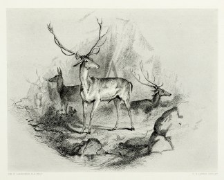 In the Glen General / Global