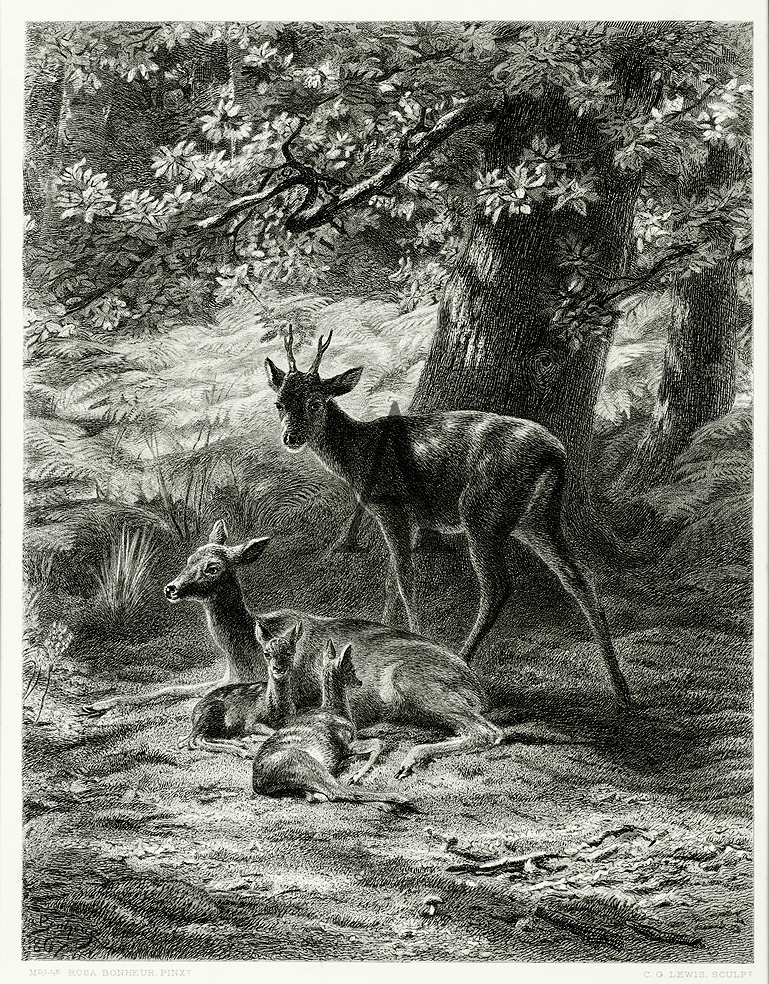 The Resting-Place of the Deer - Antique Print from 1875