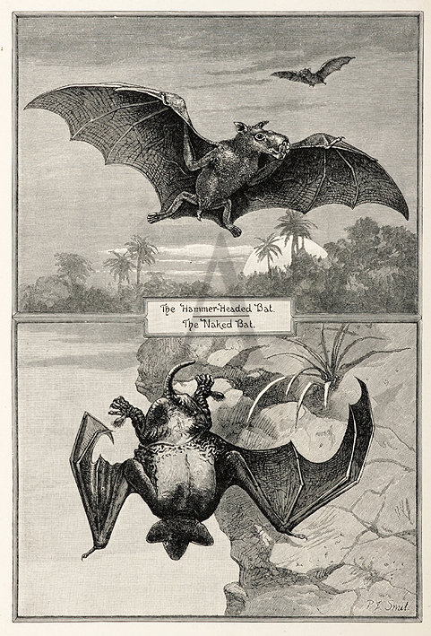 The Hammer-Headed Bat. The Naked Bat. - Antique Print from 1878