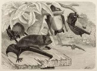 Daubenton’s Bat General / Global