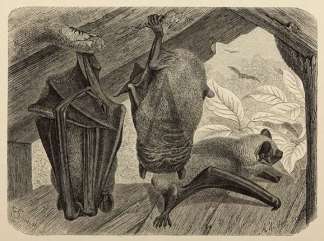 The Noctule (nat. size). General / Global