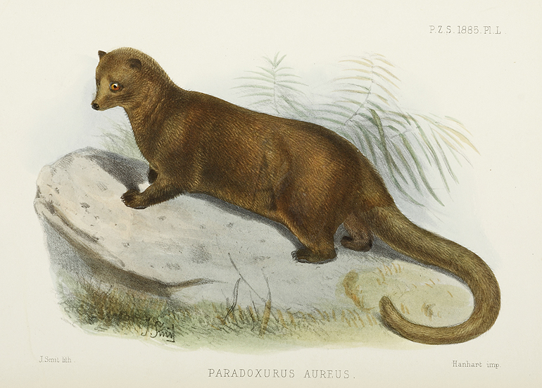 Paradoxurus Aureus - Antique Print from 1885