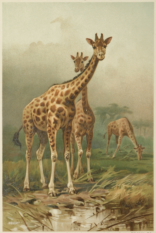 Giraffe Camelopardalis giraffa - Antique Print from 1895