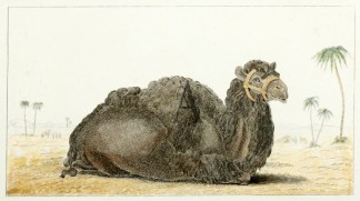 The Camel in his recumbent posture General / Global