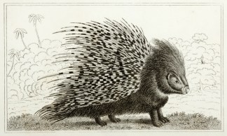 The Porcupine General / Global
