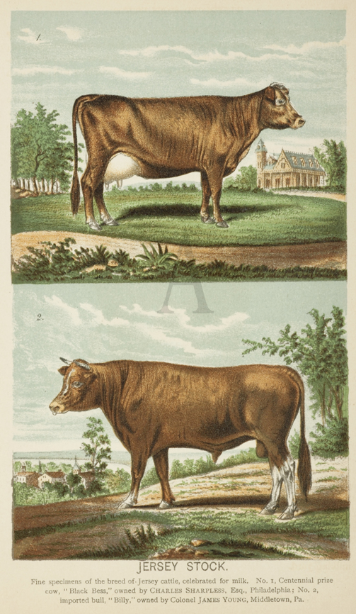 JERSEY STOCK. Fine specimens of the breed of Jersey cattle, celebrated for milk. No. 1. Centennial prize cow, "Black Bess," owned by CHARLES SHARPLESS, Esq., Philadelphia; No.2, imported bull, "Billy," owned by Colonel JAMES YOUNG, Mid - Antique Print from 1888