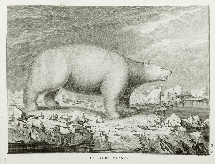 Un Ours Blanc - Antique Print from 1785