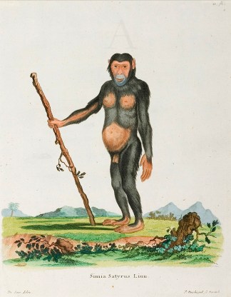 Simia Satyrus ANIMALS