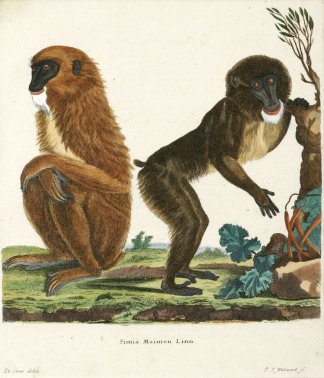Simia Maimon Linn. General / Global