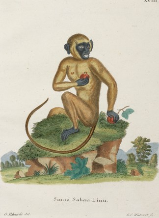 Simia Sabaea Linn. ANIMALS