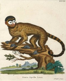 Simia Apella