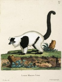 Lemur Macaco Linn (Eulemer macaco / Black Lemur)