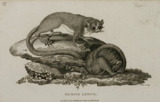 Murine Lemur General / Global