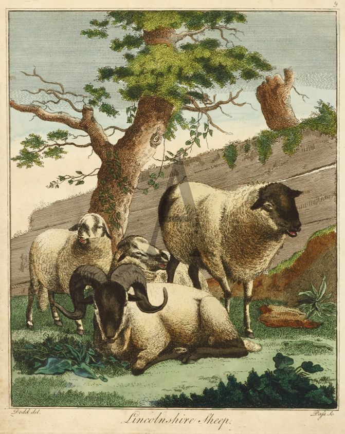 Lincolnshire Sheep - Antique Print from 1780