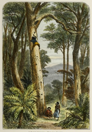 A Native Climbing a Tree For Opossum. First Nations History