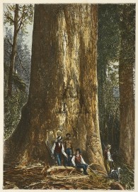The Giant Gum-Tree. Australian - General