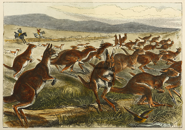 A Kangaroo Battue. - Antique Print from 1887