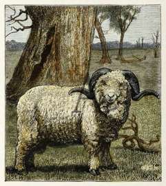 A Merino Sheep.