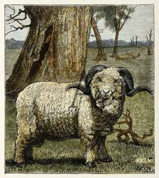 A Merino Sheep. AUSTRALIA