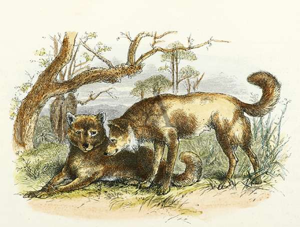 Dingoes. - Antique Print from 1887