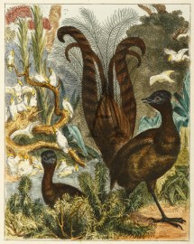 The Lyre-Bird. Acquisitions Maps & Prints The Lyre-Bird.