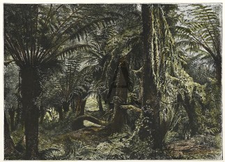 Australian Tree-Ferns. Australian - General