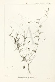 Chorizema Ilicifolia Australian - General Chorizema Ilicifolia