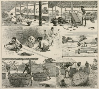 The Manufacture of Plumbago in Ceylon. [… Fruits, Herbs, Medicinal, Spices, Vegetables