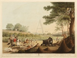 Driving a Bear out of Sugar Canes.