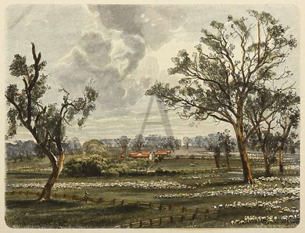 Eine Schaf-Farm in Victoria. - Antique View from 1895