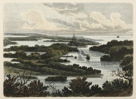 Vegetation an der Munbung bes Broughtonflusses im Spencer-Gulf.