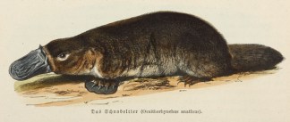 Das Schnabeltier (Ornithorynehus anatinu… Australian - General