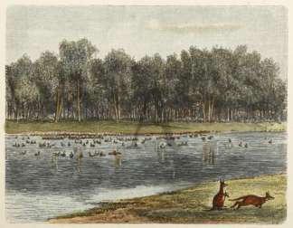 Wildganse auf einem See in Queensland. Australiana (General)