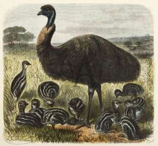 Ein Emu-Beibchen mit feinen Yungen (Drom… Australian