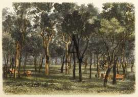 Eucalyptuswalb in Ostqueensland.