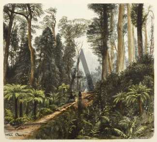 Gemischter Wald bei Silver Falls, Hobart… Australian - General