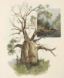 Baobab Tree in the Kimberley District.