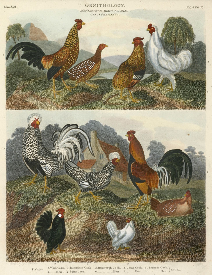 Cocks - Antique Print from 1820