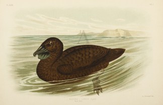 Biziura Lobata, Musk-Duck Australian