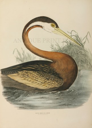 New Holland Darter Australian