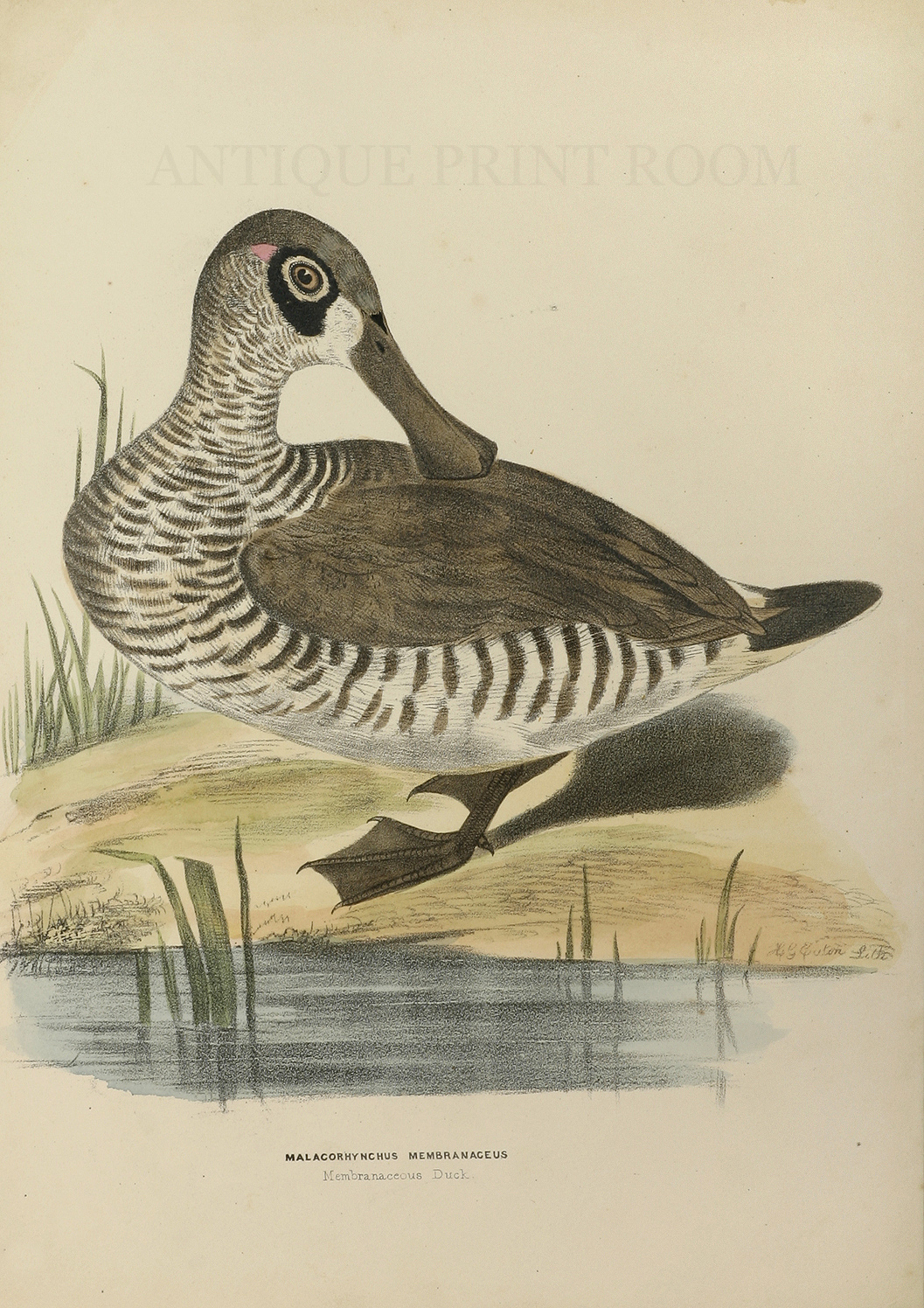 Membranaceous Duck - Antique Print from 1864