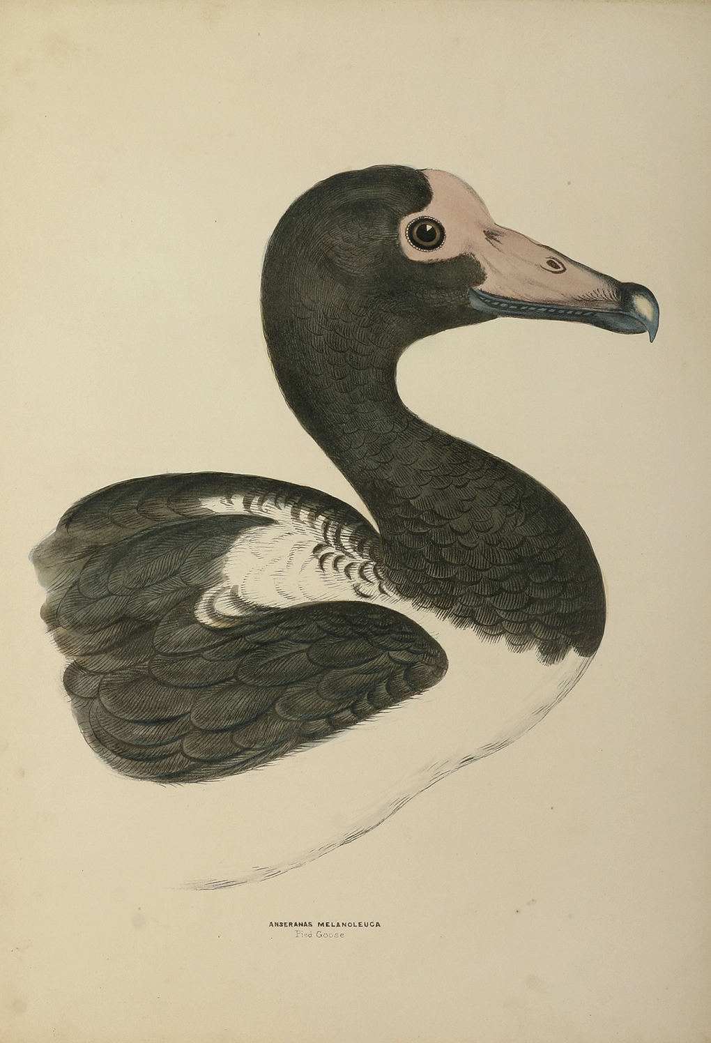 Pied Goose - Antique Print from 1864