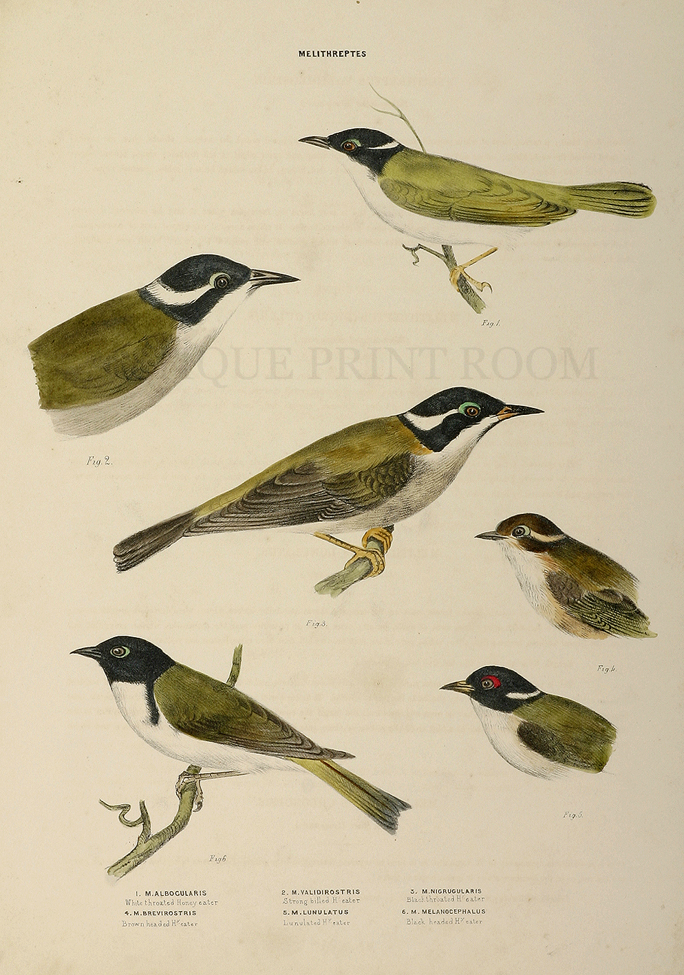 White Throated, Strong Billed, Black Throated, Brown Headed, Lunulated & Black Headed Honey-Eater - Antique Print from 1864