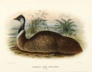 Dromaeus Novae-Hollandae. (Emu) Australian
