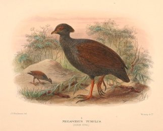 SCRUB FOWL Australian