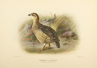 BROWN QUAIL Australian