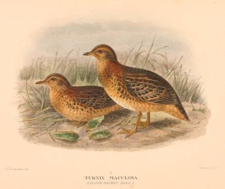 BLACK BACKED BUTTON QUAIL Australian